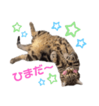 しーにゃんすずちゃんスタンプ（個別スタンプ：12）