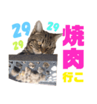 しーにゃんすずちゃんスタンプ（個別スタンプ：17）