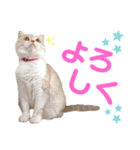 しーにゃんすずちゃんスタンプ（個別スタンプ：20）