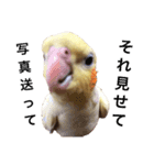 オカメインコのぴっぴとぽっぽ（個別スタンプ：2）