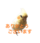 オカメインコのぴっぴとぽっぽ（個別スタンプ：3）