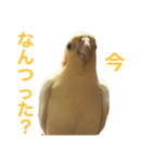 オカメインコのぴっぴとぽっぽ（個別スタンプ：4）