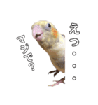 オカメインコのぴっぴとぽっぽ（個別スタンプ：6）