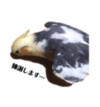 オカメインコのぴっぴとぽっぽ（個別スタンプ：7）