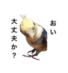 オカメインコのぴっぴとぽっぽ（個別スタンプ：9）