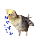 オカメインコのぴっぴとぽっぽ（個別スタンプ：11）