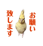 オカメインコのぴっぴとぽっぽ（個別スタンプ：12）