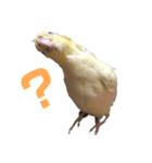 オカメインコのぴっぴとぽっぽ（個別スタンプ：13）