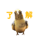 オカメインコのぴっぴとぽっぽ（個別スタンプ：14）