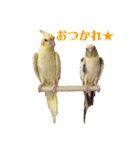 オカメインコのぴっぴとぽっぽ（個別スタンプ：15）
