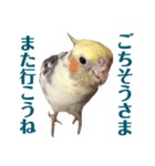オカメインコのぴっぴとぽっぽ（個別スタンプ：16）