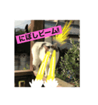 にぼしです。（個別スタンプ：3）