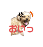 トイプーの基本スタンプ。（個別スタンプ：4）