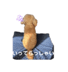 トイプーの基本スタンプ。（個別スタンプ：8）