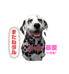 ダル生活（個別スタンプ：8）