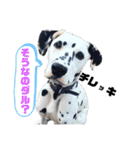 ダル生活（個別スタンプ：9）