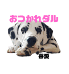 ダル生活（個別スタンプ：12）