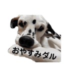 ダル生活（個別スタンプ：13）