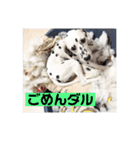ダル生活（個別スタンプ：19）