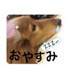 ジョンの日常会話 3（個別スタンプ：8）
