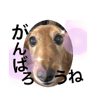 ジョンの日常会話 3（個別スタンプ：13）