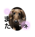 ジョンの日常会話 3（個別スタンプ：16）