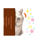 猫好き、スタンプ。2（個別スタンプ：1）