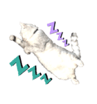 猫好き、スタンプ。2（個別スタンプ：4）