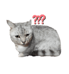 猫好き、スタンプ。2（個別スタンプ：15）