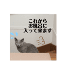 ロシアンブルーのついっぎー2（個別スタンプ：8）