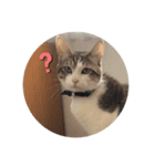 ねこのぺろくん（個別スタンプ：1）