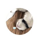 ねこのぺろくん（個別スタンプ：2）