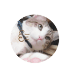 ねこのぺろくん（個別スタンプ：5）