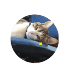 ねこのぺろくん（個別スタンプ：6）