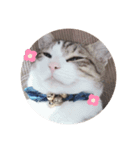 ねこのぺろくん（個別スタンプ：7）
