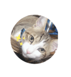 ねこのぺろくん（個別スタンプ：8）