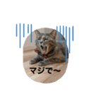 わんにゃんラムクロ（個別スタンプ：1）