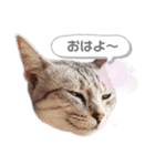 うちのLUNA（個別スタンプ：13）