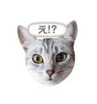 うちのLUNA（個別スタンプ：16）