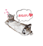 うちのLUNA（個別スタンプ：20）