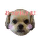 Furue Totoro（個別スタンプ：7）