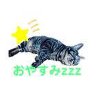 もんずーのあん（個別スタンプ：6）