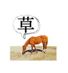 KINTAN牧場（個別スタンプ：9）