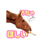 KINTAN牧場（個別スタンプ：32）