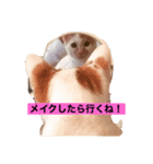 猫スタⅡ（個別スタンプ：1）