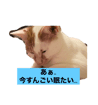 猫スタⅡ（個別スタンプ：2）