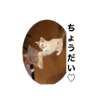 猫スタⅡ（個別スタンプ：5）