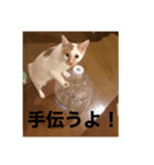猫スタⅡ（個別スタンプ：6）