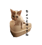 猫スタⅡ（個別スタンプ：7）