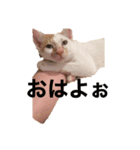猫スタⅡ（個別スタンプ：8）
